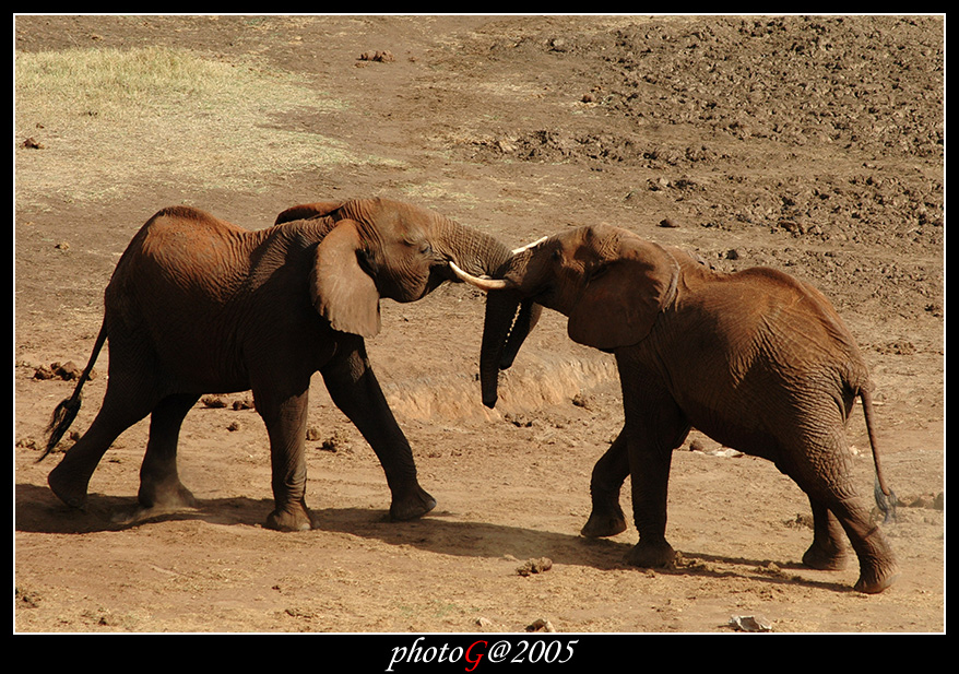 Kenya 07 - danza degli elefanti