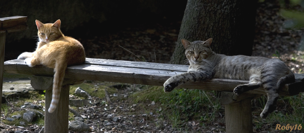 Gatti in riposo o in posa?
