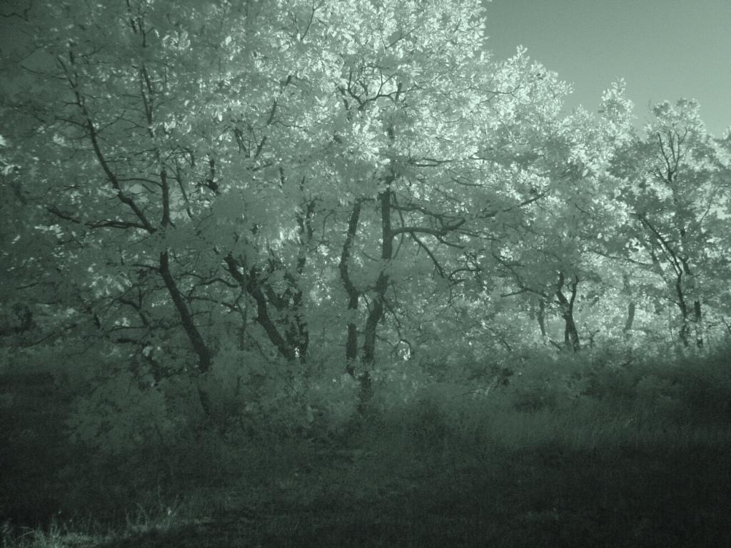 La mia terra all'infrarosso