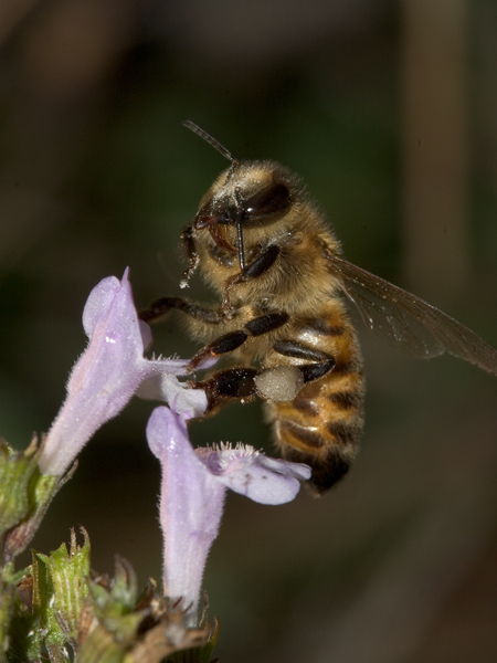 Una pulita agli occhi