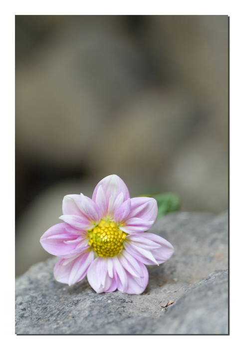 Attraverso una lacrima