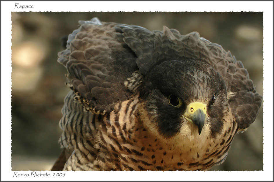 Renzo-Rapace 3
