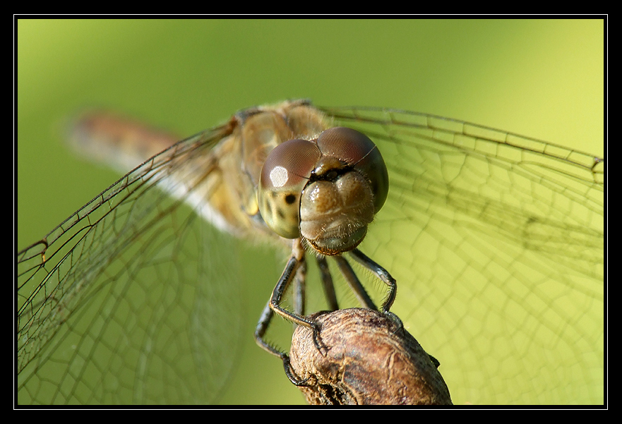 dragonfly portrait