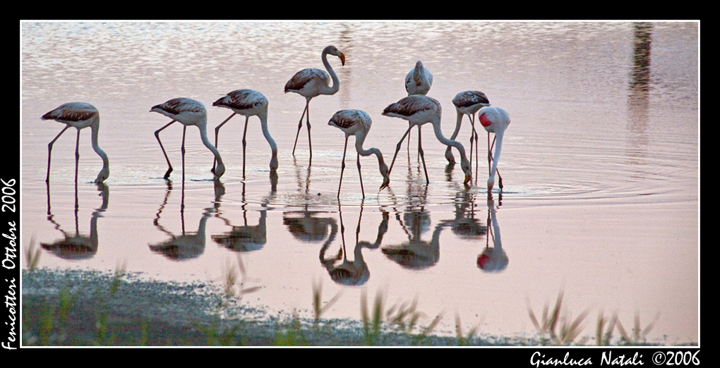 fenicotteri 3 ancora al tramonto