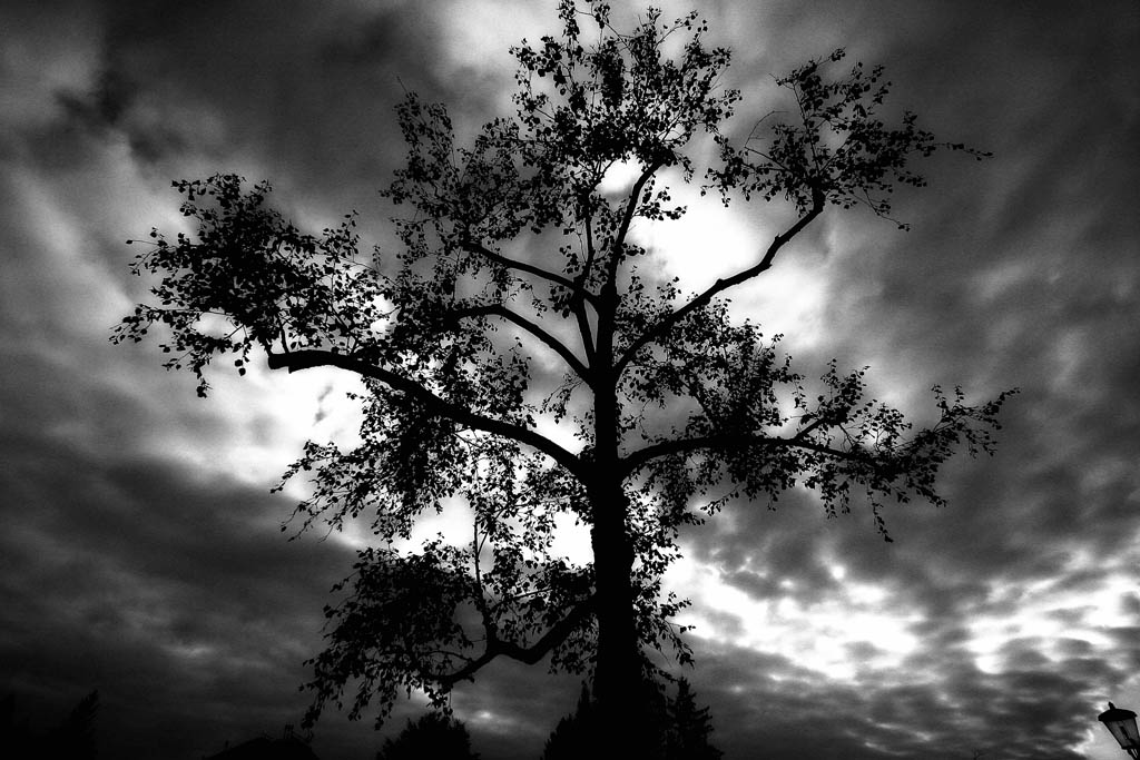 Up Here In My Tree #2