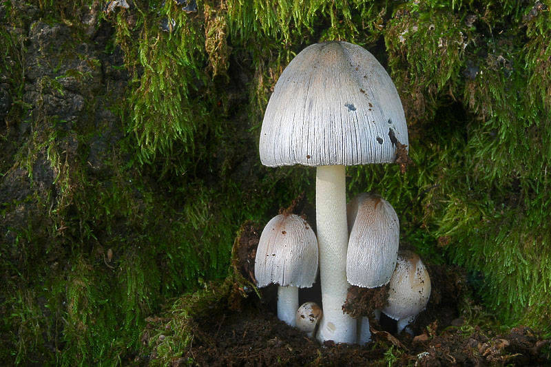 Coprinus insignis