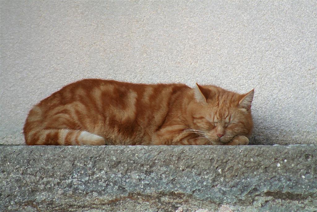 Cat sleeping
