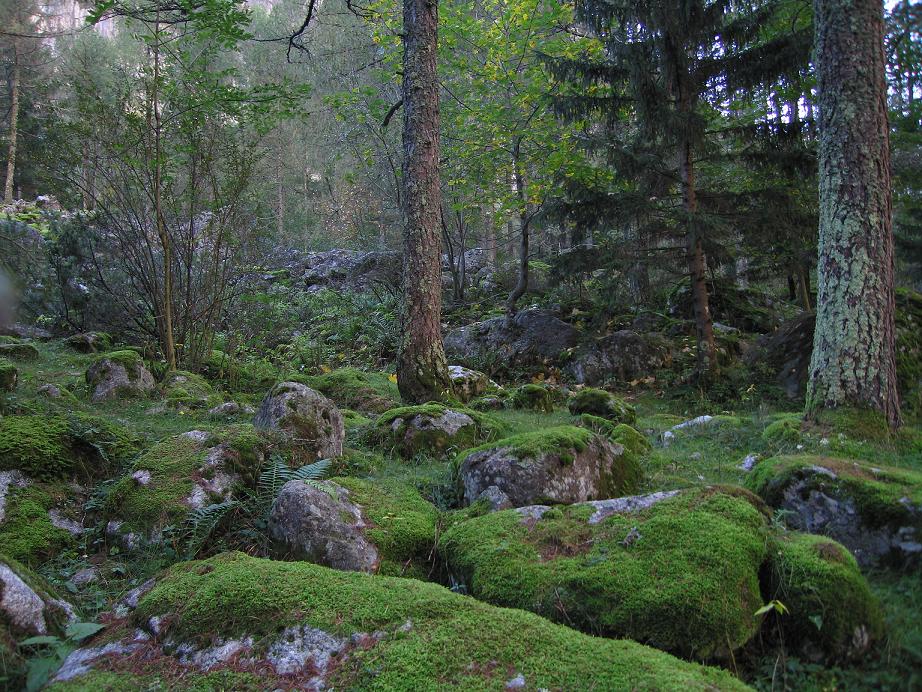 bosco incantato (S70)