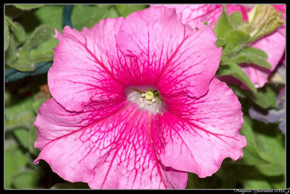 Macro fiori..