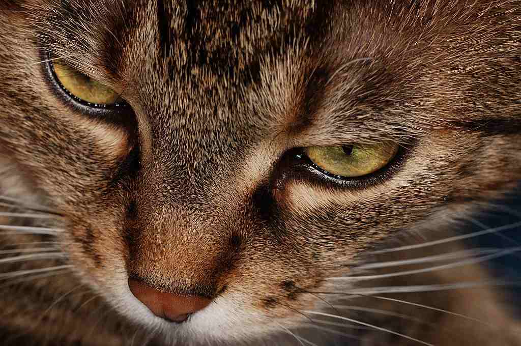 Attila..... 9kg di gatto