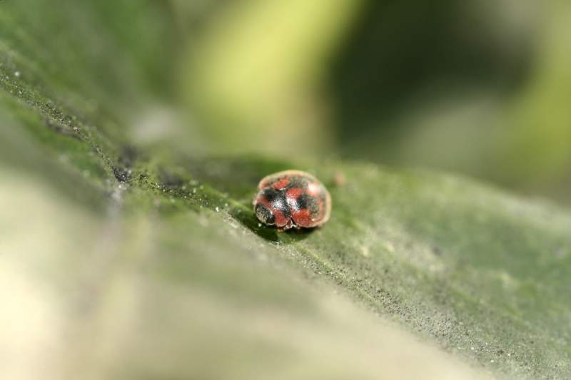 Coccinella