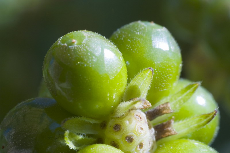 Prima macro vegetale