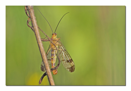 La piccola storia di una Panorpa communis