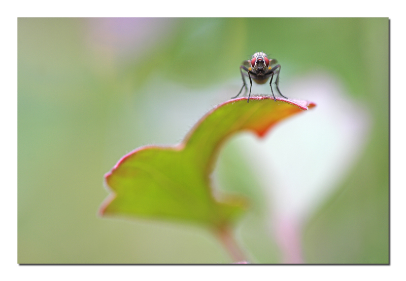 Non si muove una foglia