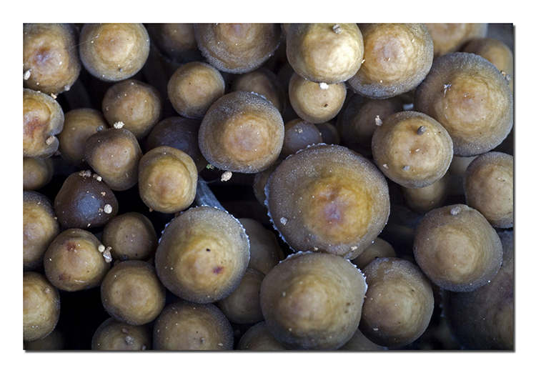 Il villaggio dei Puffi