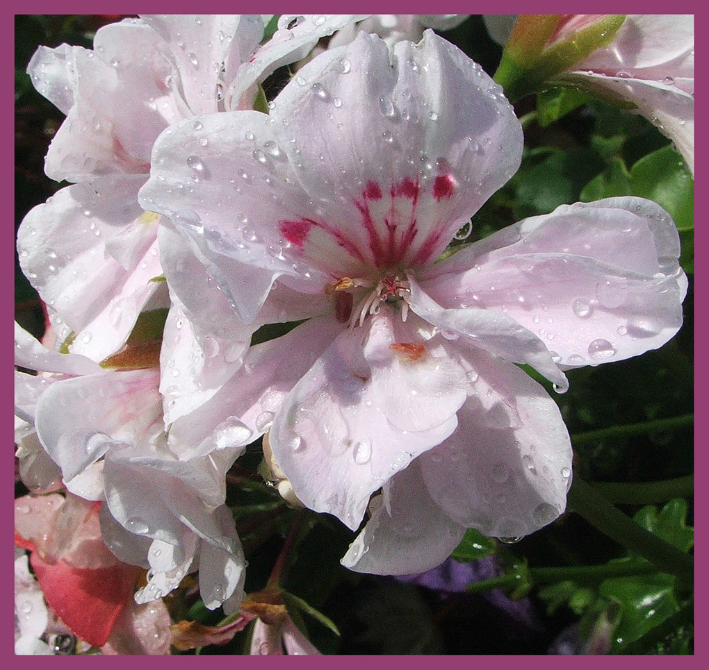 Un fiore dopo un temporale...