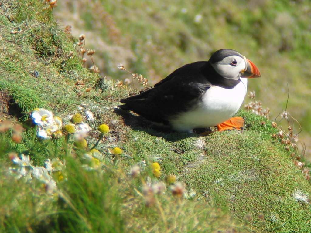 Puffin