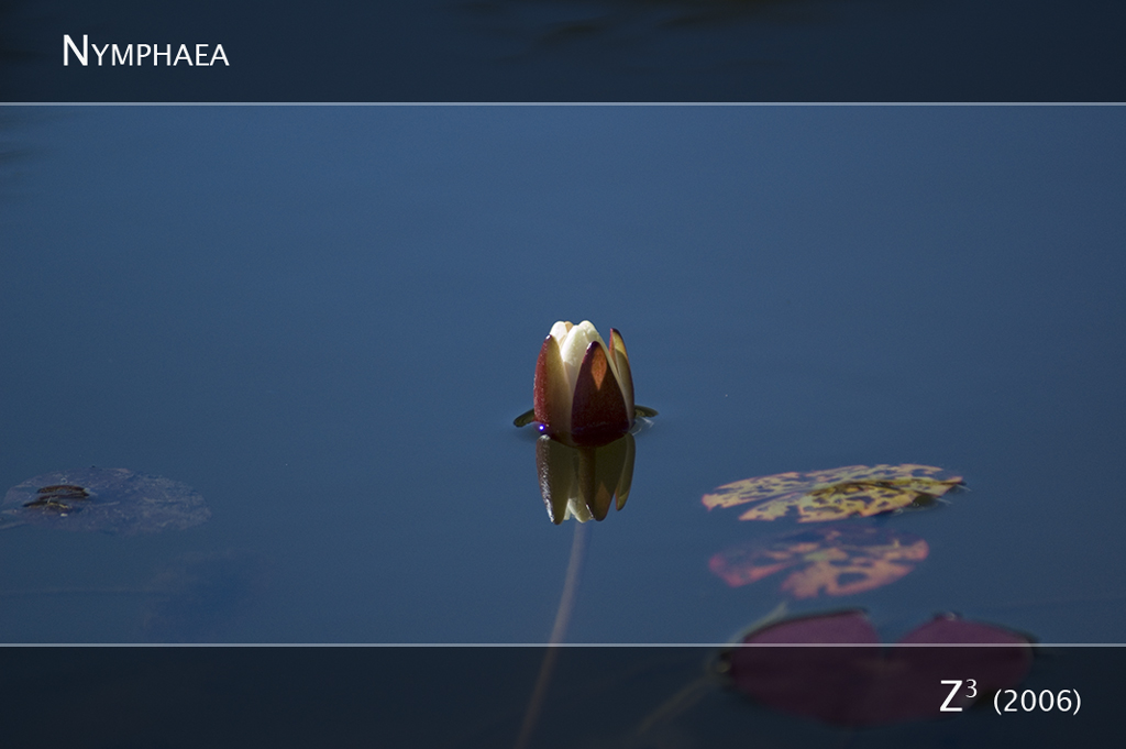 Nymphaea