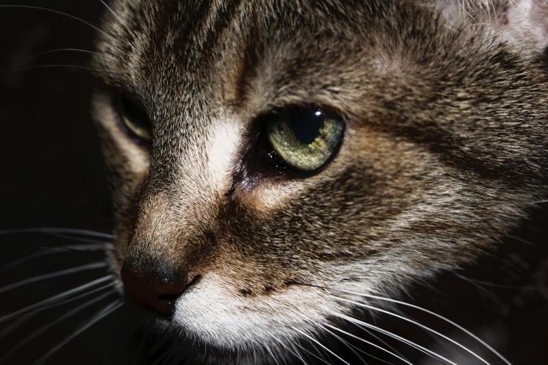 Pronto per la caccia