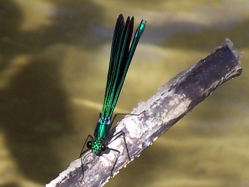 Libellula Verde