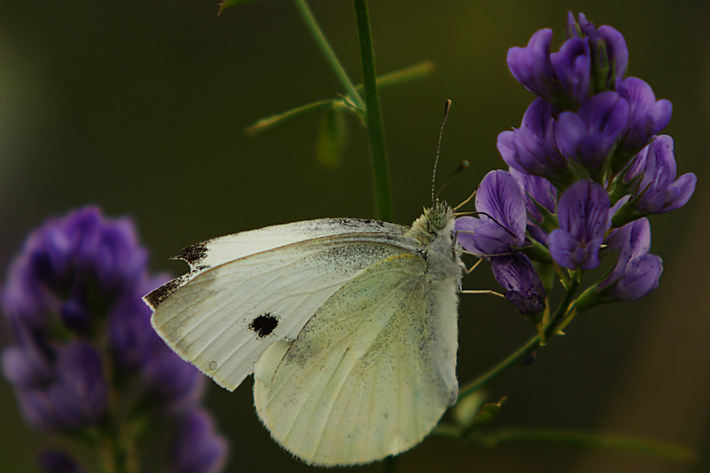 Abbinamenti cromatici