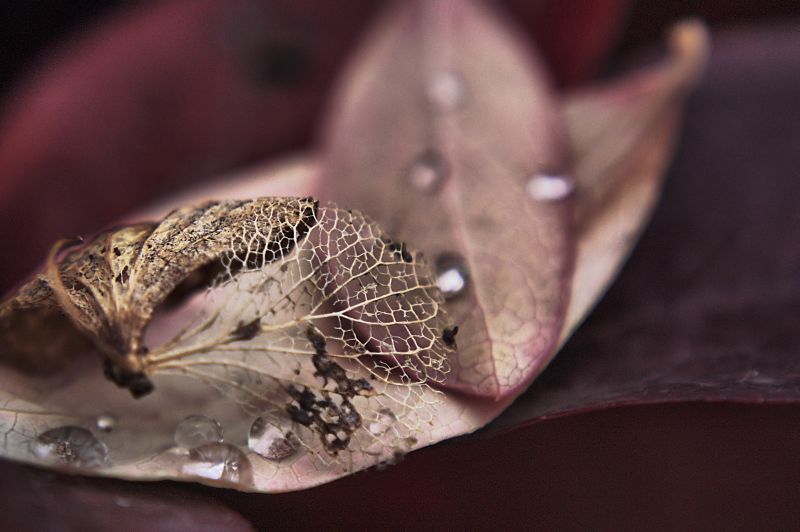 tranquille, vi proteggo io