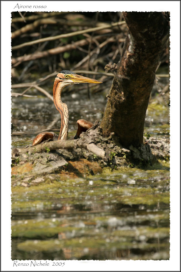 Renzo-Airone rosso
