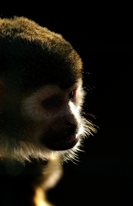l'ombra di un pensiero