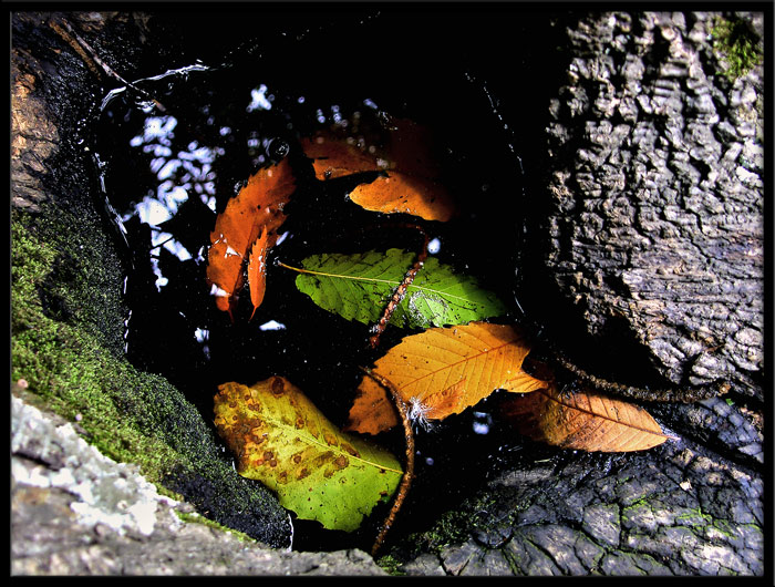 le foglie diventano dorate