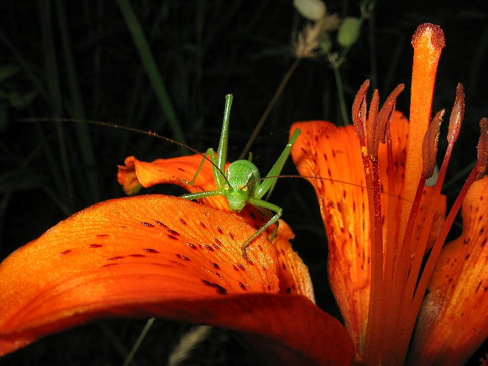 nero - arancio - verde