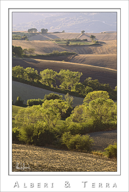 Alberi & Terra