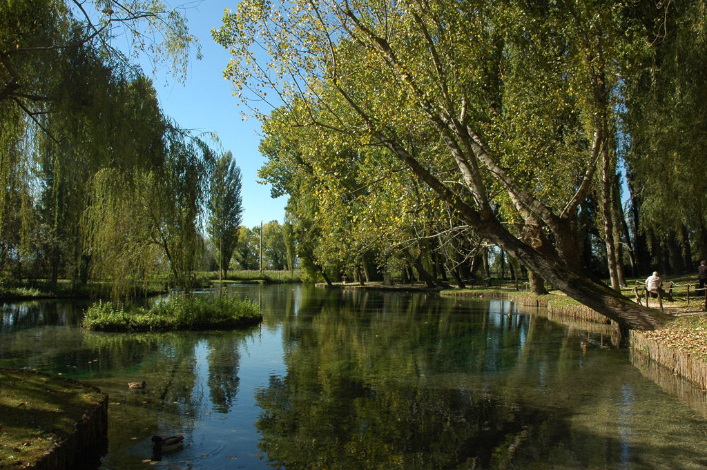L'albero che si specchia