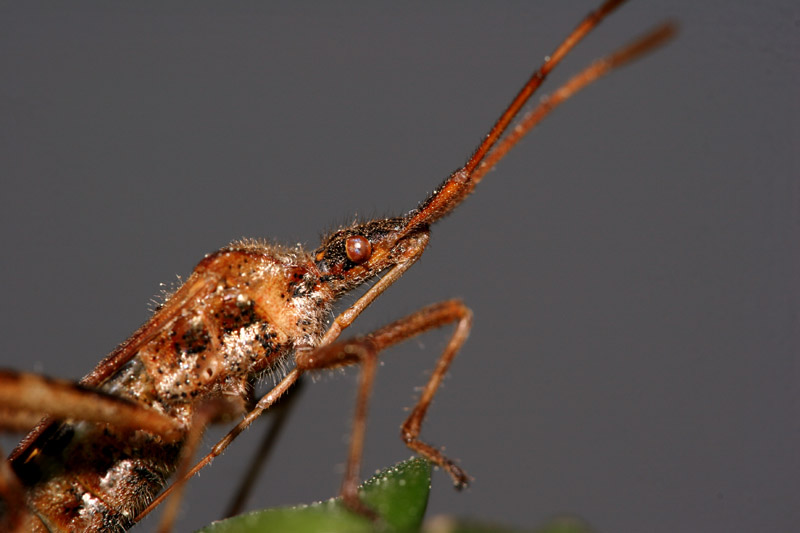 ma quanto � brutto