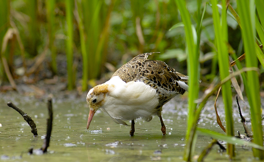 Aiuto: di che uccello si tratta?