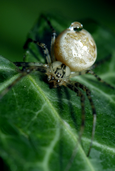 ragnetto piccolo con gocciolina piccolissima