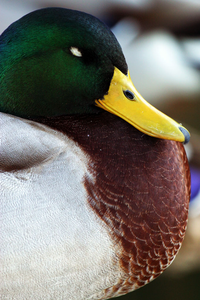 ma cosa vuole questo?