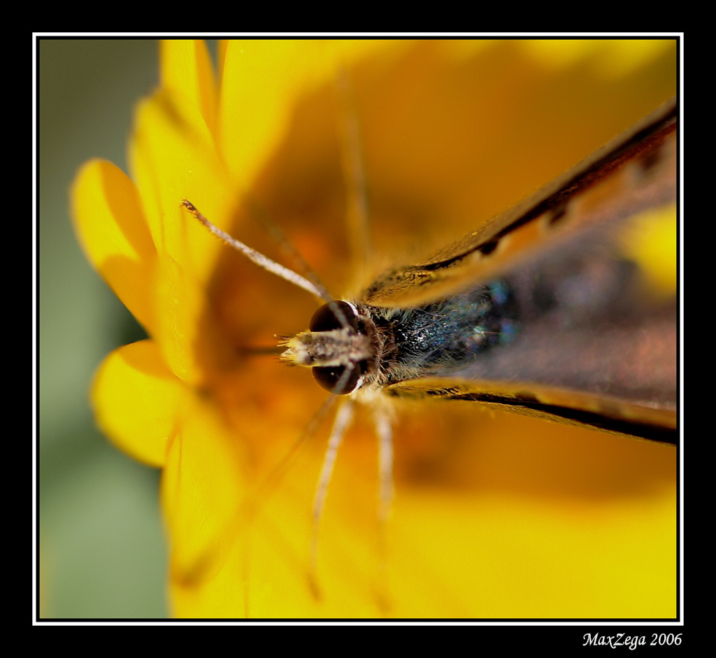 Ritratto di farfalla