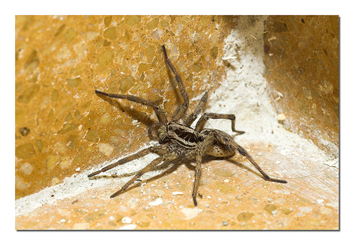 GRANDE CONCORSO A PREMI: Animali Domestici