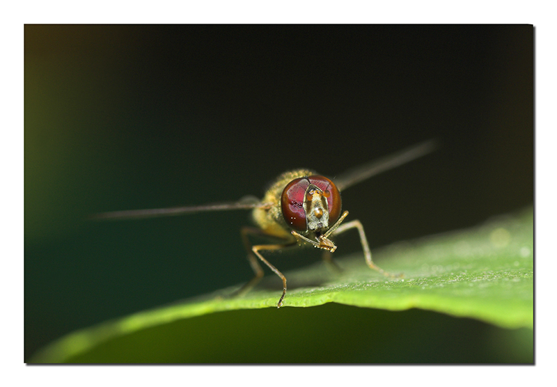 Ti prego... non fotografarmi!