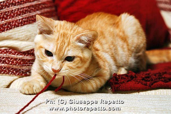 TIGROtto cresce sempre + str....