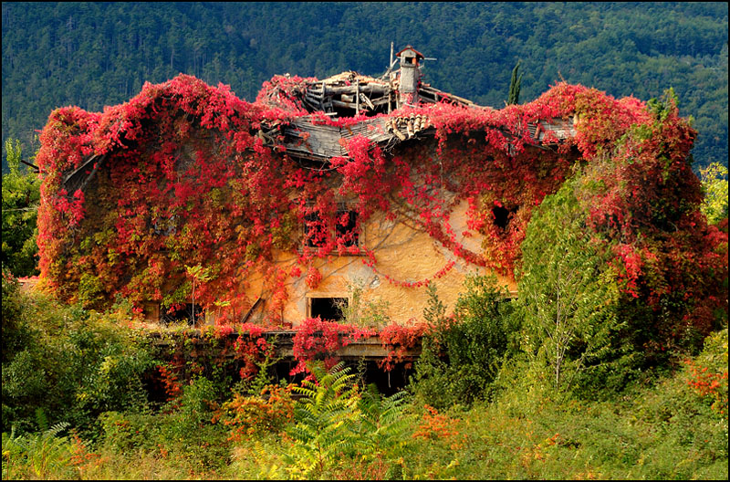 La natura rimedia....