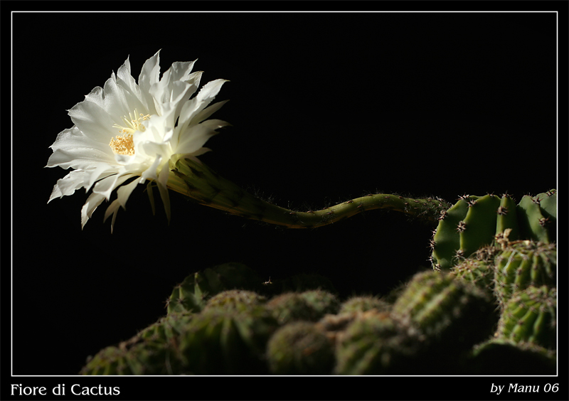 Fiore di Cactus