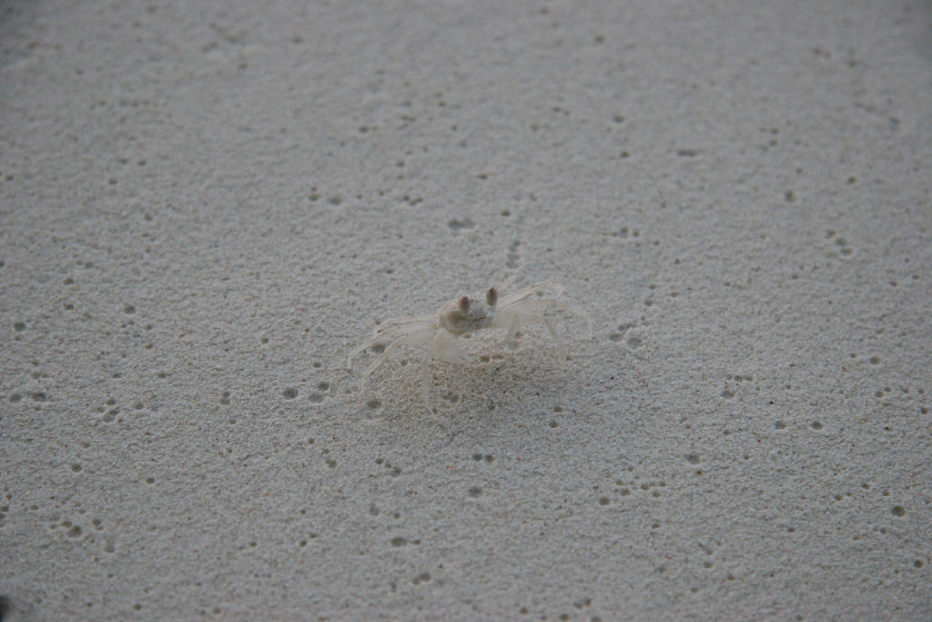 Maldives - Crab