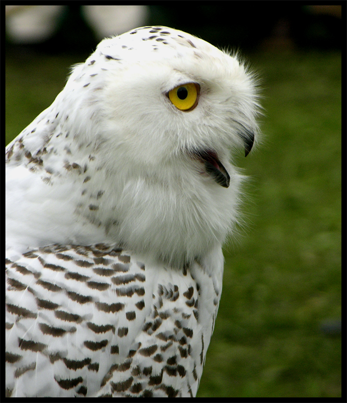 Ti offro il mio profilo migliore ...