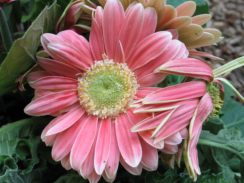 Poco prima di morire