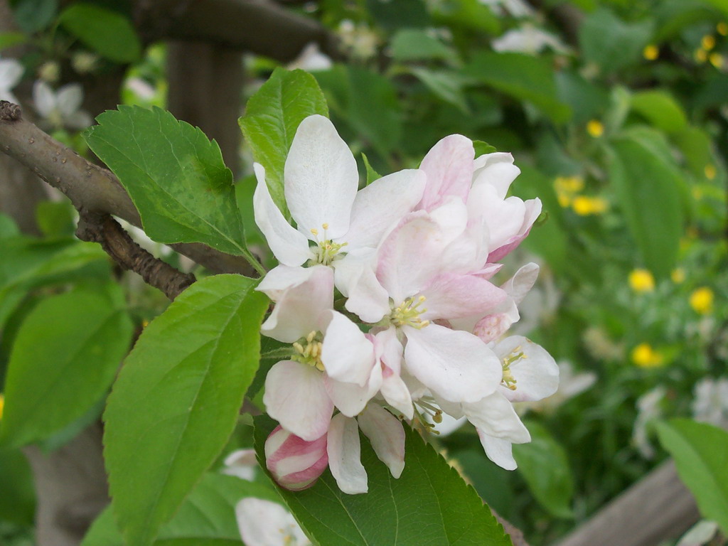 Primavera - Apfelbl�te