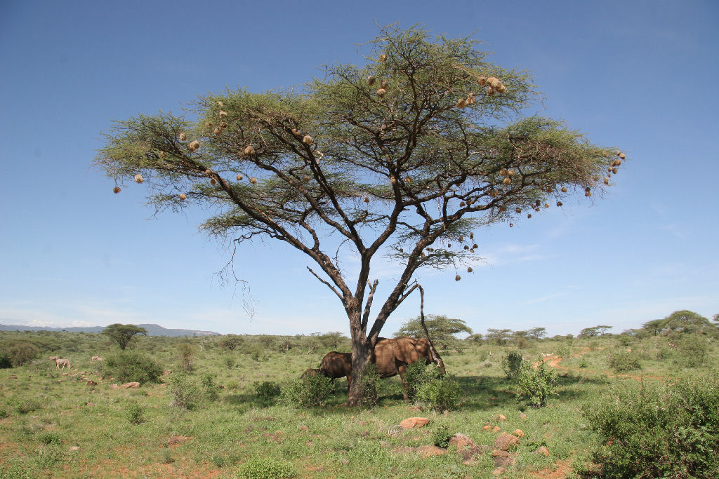 Kenia - Elephants
