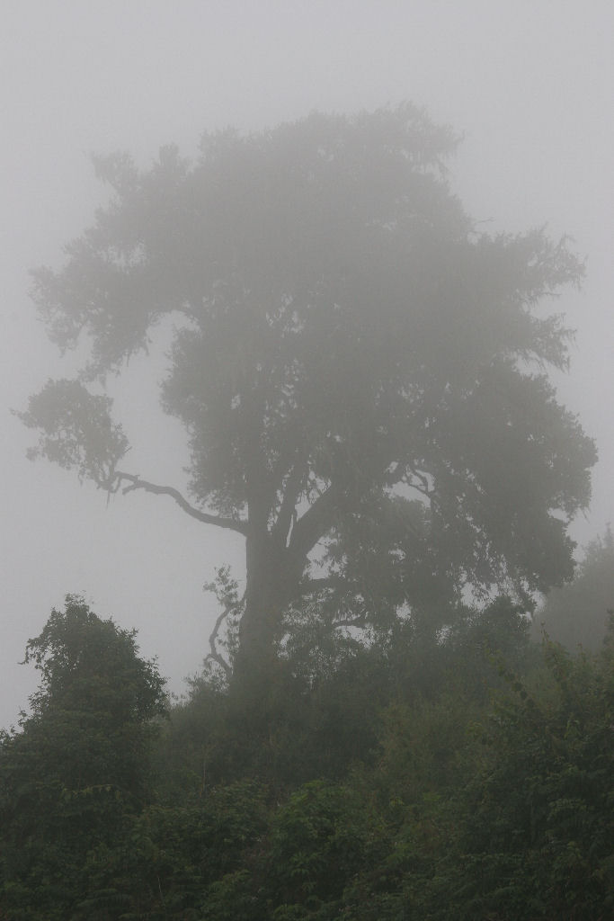 Kenia - Pluvial Forest