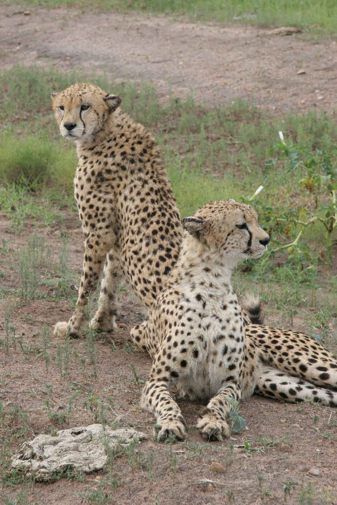 Kenia - Cheetahs