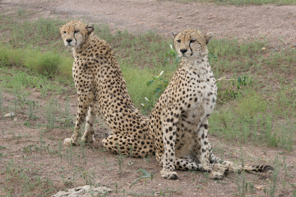 Kenia - Cheetahs